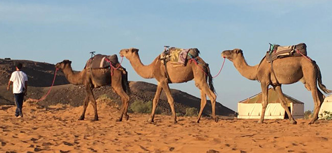 Camel Tours in Merzouga and Erg Chebbi